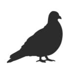 Allontanamento piccioni e volatili