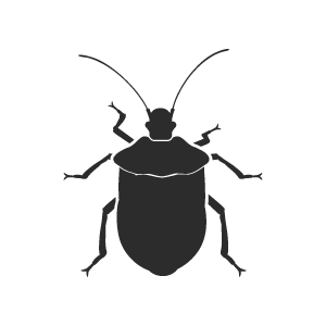 Disinfestazione cimici verdi