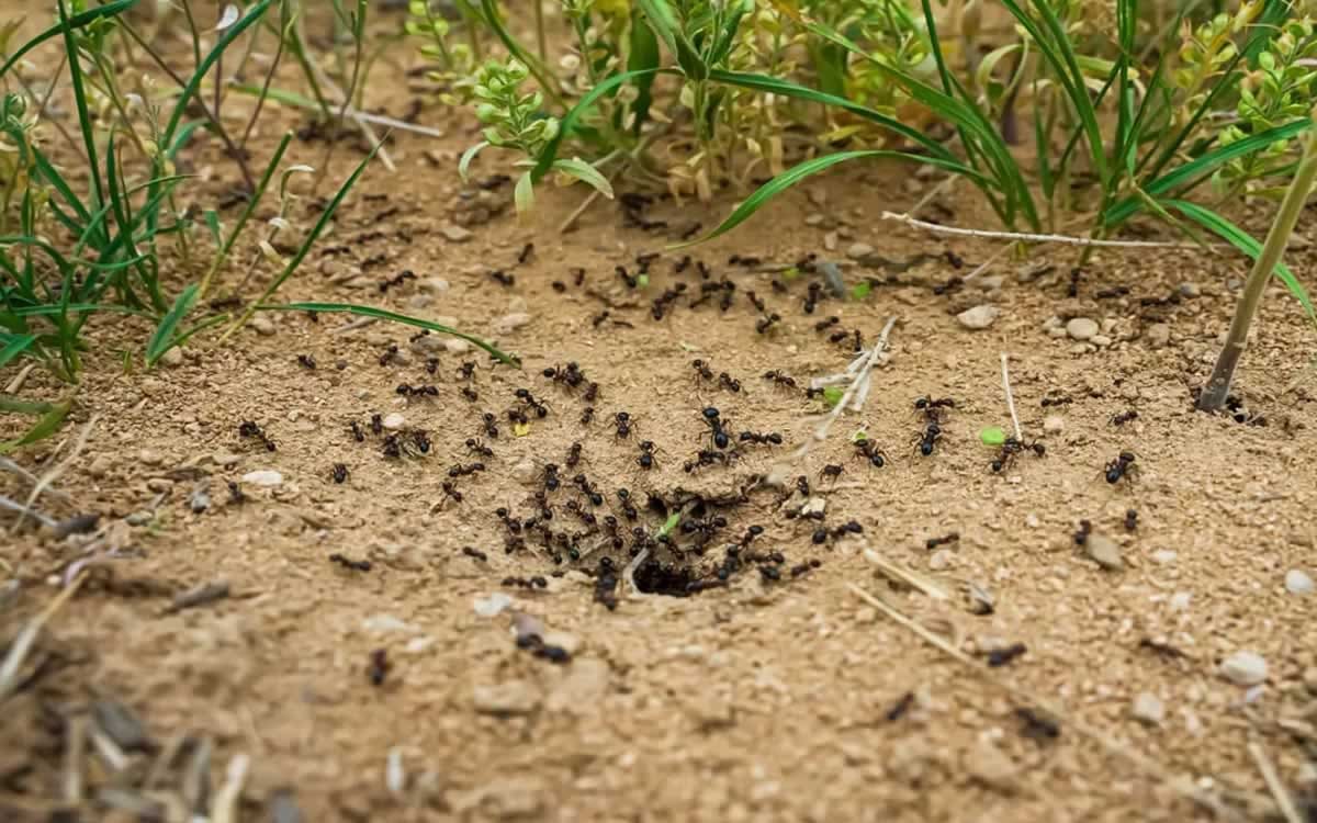 Come eliminare le formiche