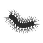 processionaria-icona processionaria-icona
