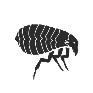Disinfestazione Pulci