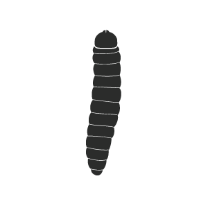 Disinfestazione tarli del legno