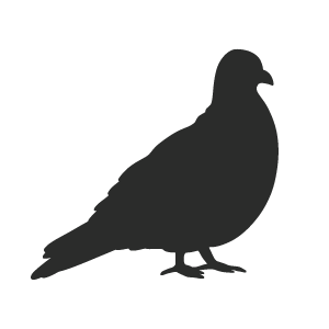 Allontanamento piccioni e volatili