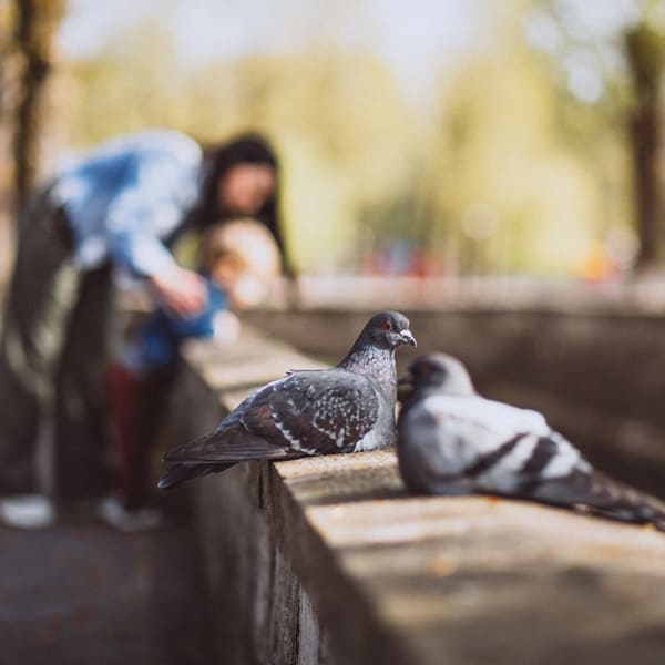 Allontanamento piccioni