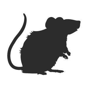 Derattizzazione Ratti