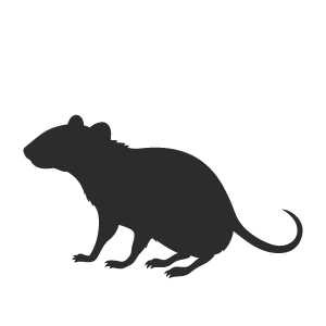 Derattizzazione topi