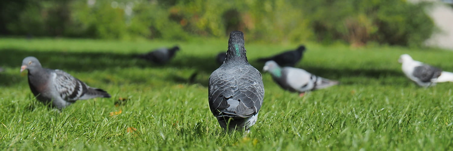 Allontanamento piccioni