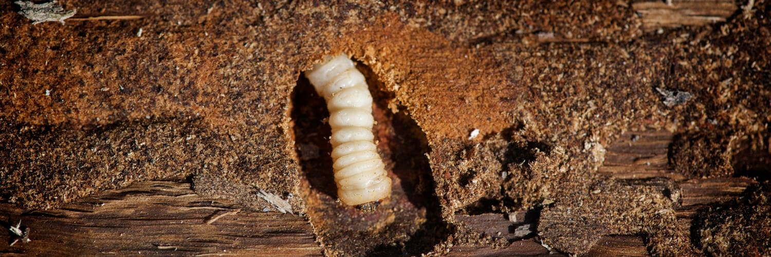 Disinfestazione tarli del legno Disinfestazione tarli del legno