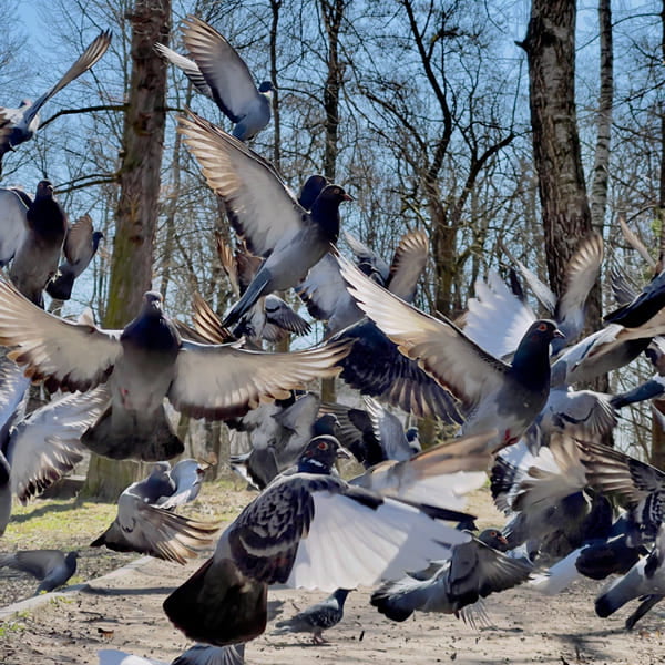 Allontanamento piccioni