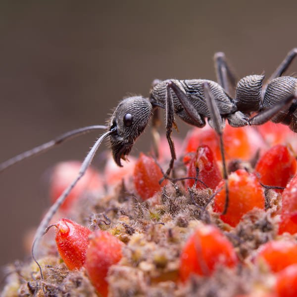 Insetti delle derrate alimentari