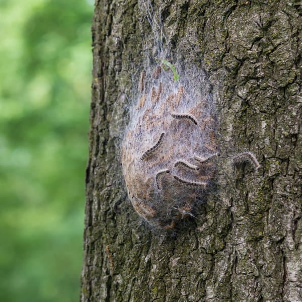 Disinfestazione processionaria del pino