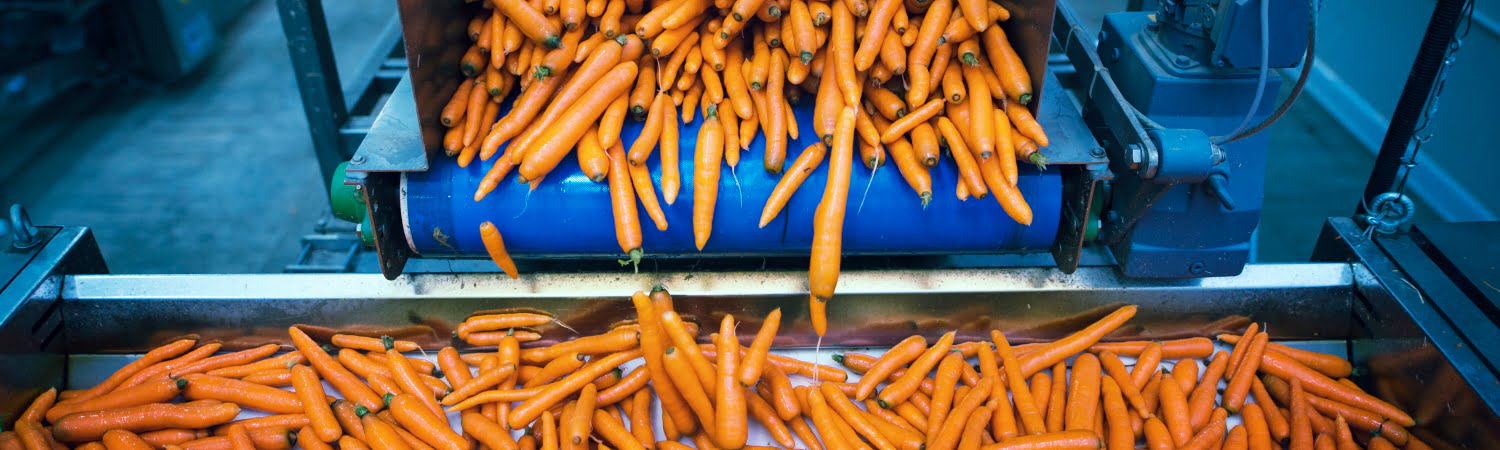 Carrots vegetables being washed and selected by industrial machine.