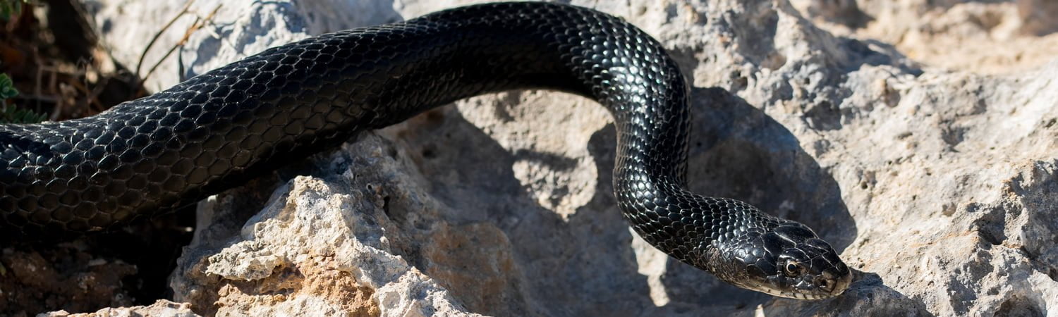 serpenti_01