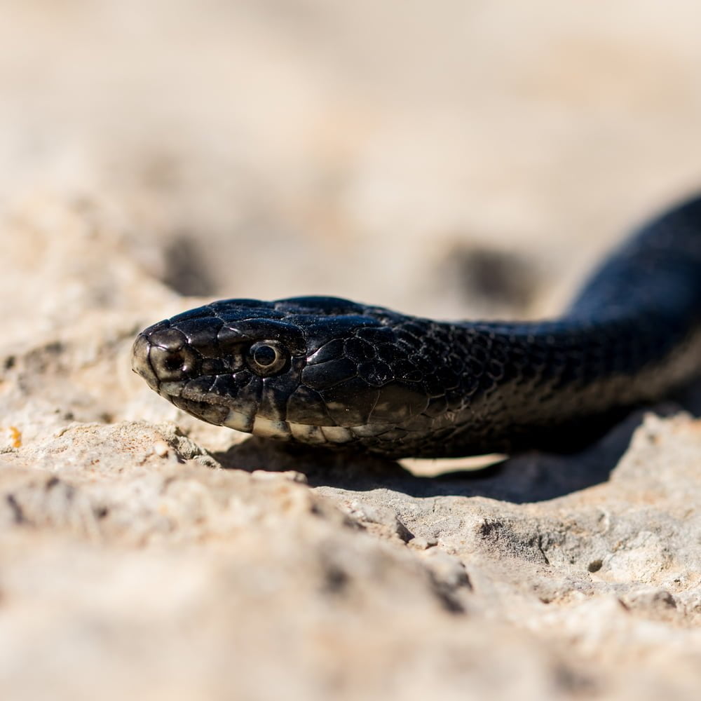 serpenti_02