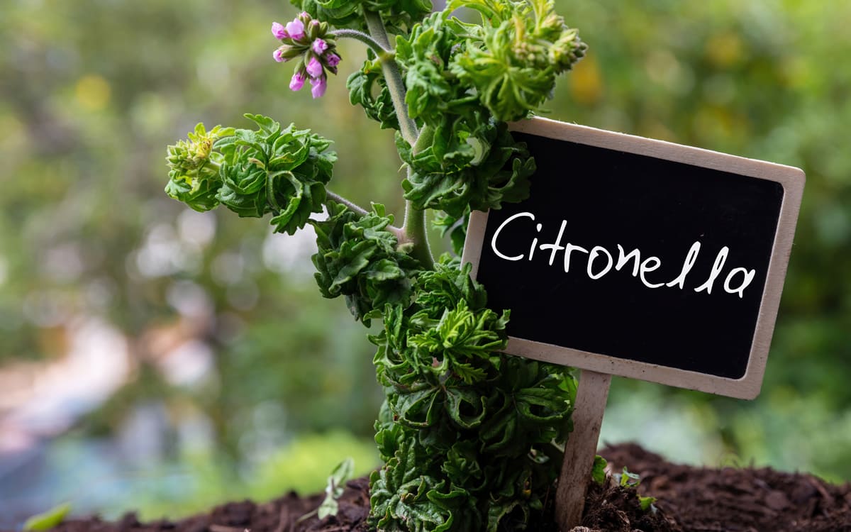 Antizanzare efficaci