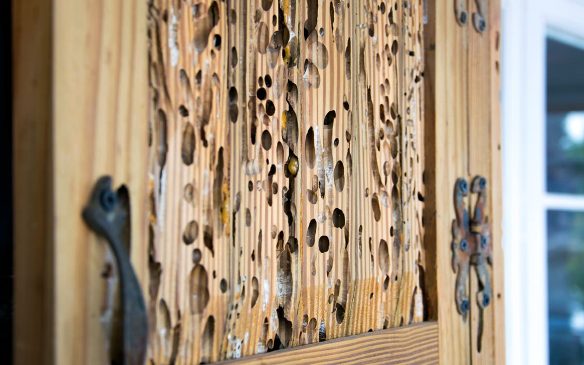 Disinfestazione tarli Disinfestazione tarli