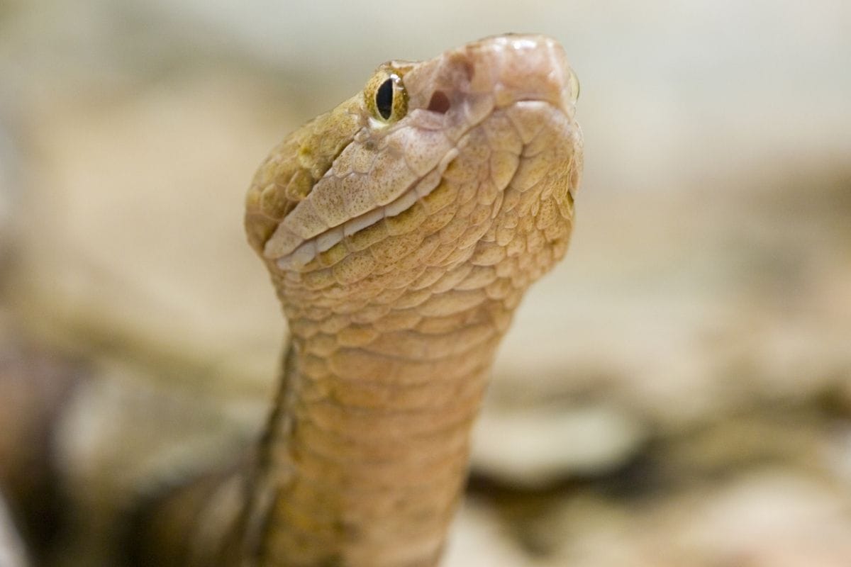 serpenti italiani