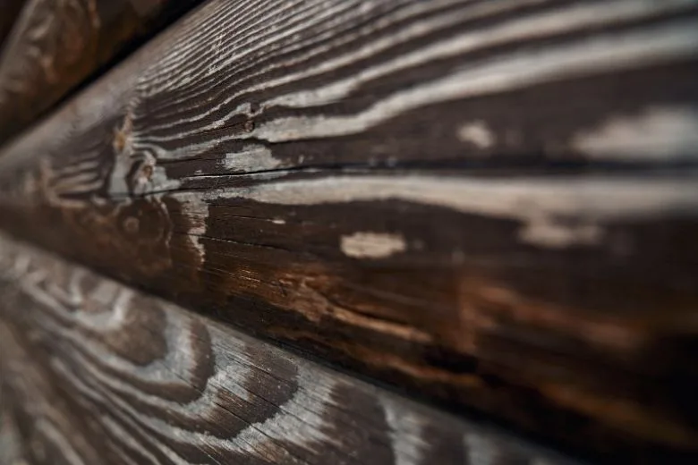 insetti del legno