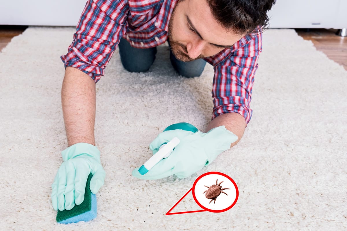 dinisfestazione pulci