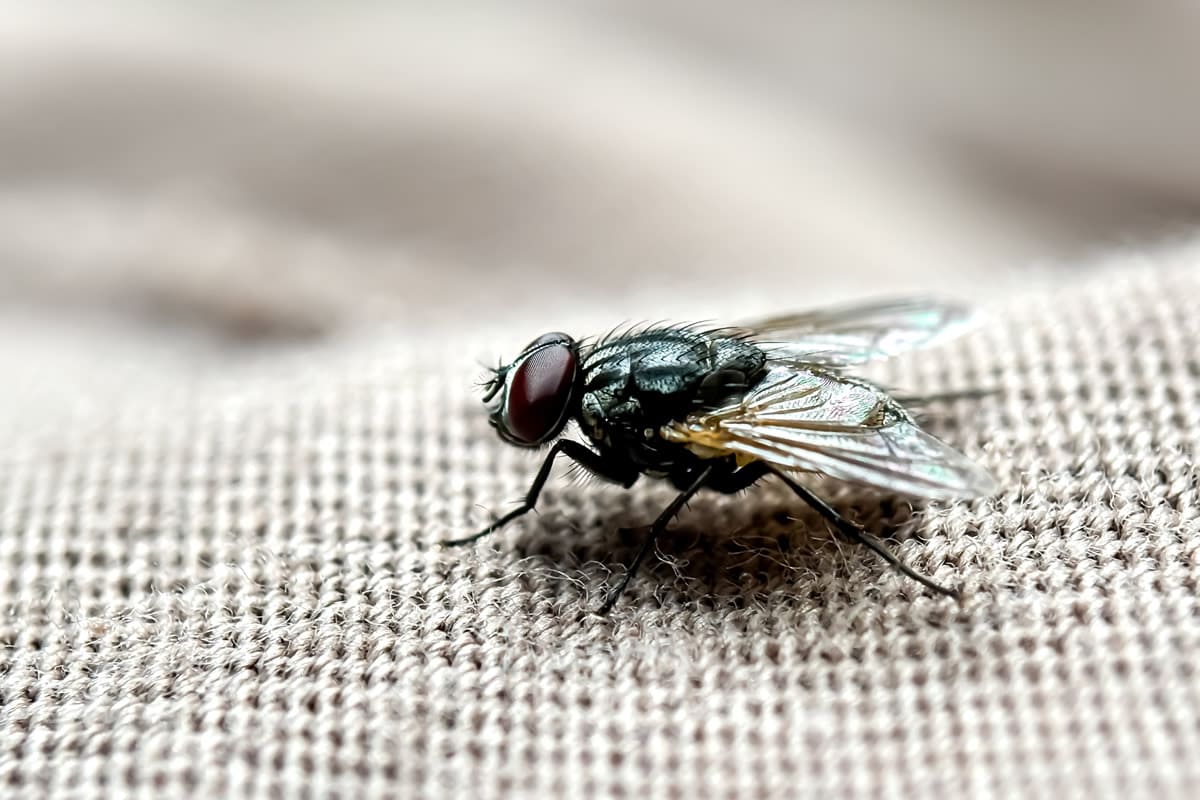 come allontanare le mosche