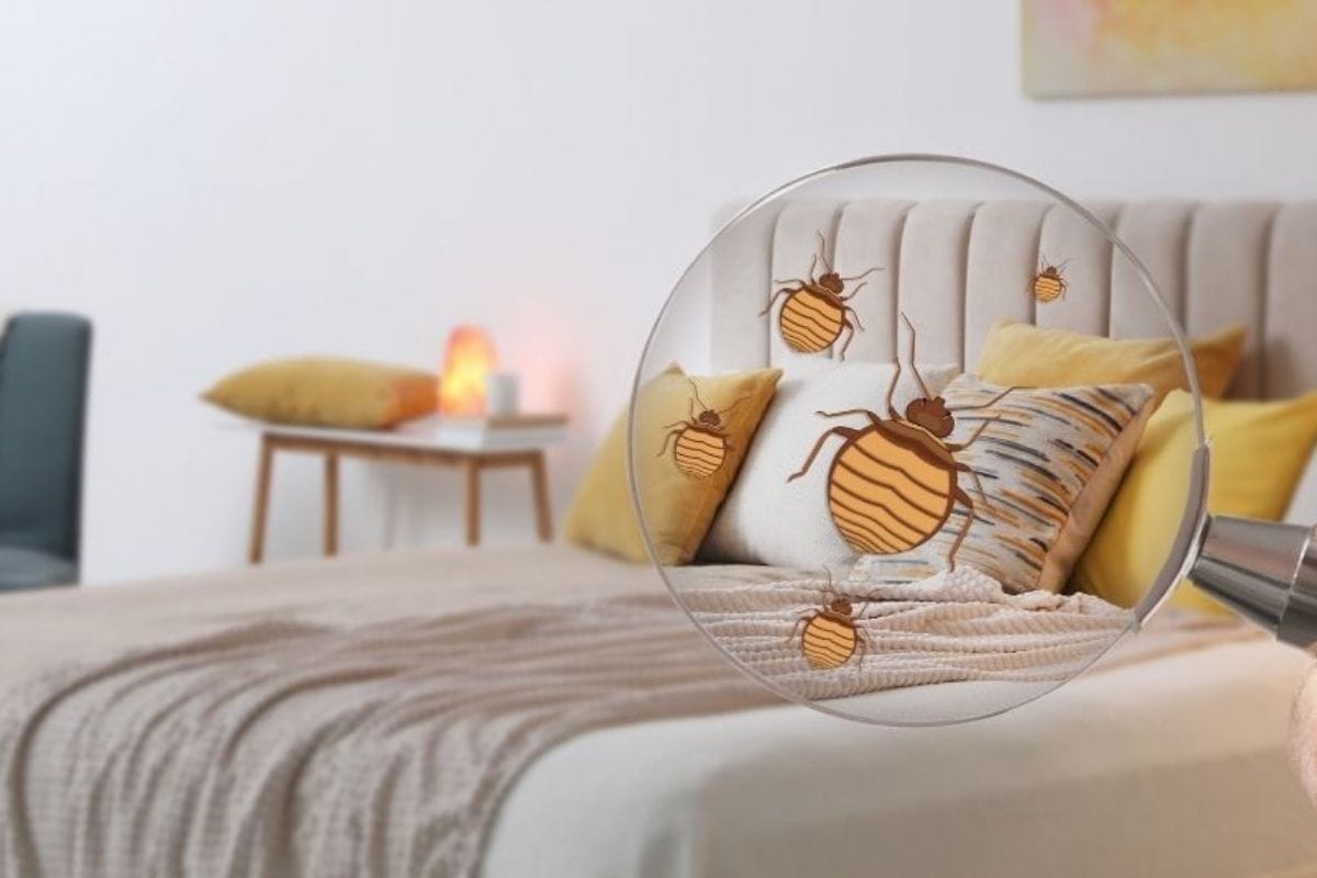 come eliminare gli acari