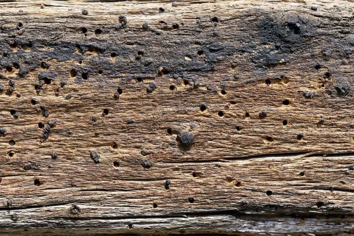 farfalline del legno